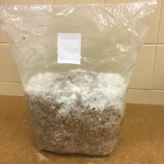 Substrát hlíva Černá perla