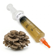 Tekutá sadba Maitake - 10 ml