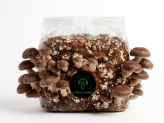 Substrát Shiitake