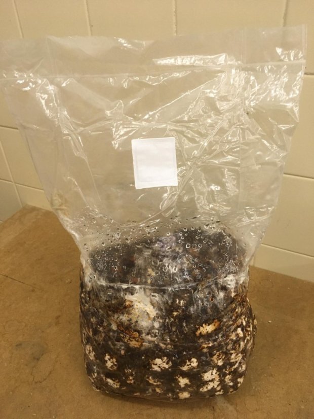 Substrát Shiitake