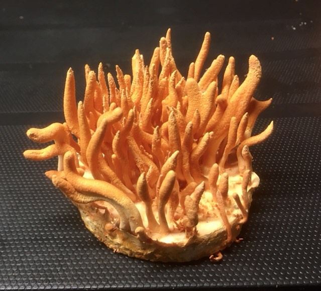 Cordyceps militaris - housenice červená