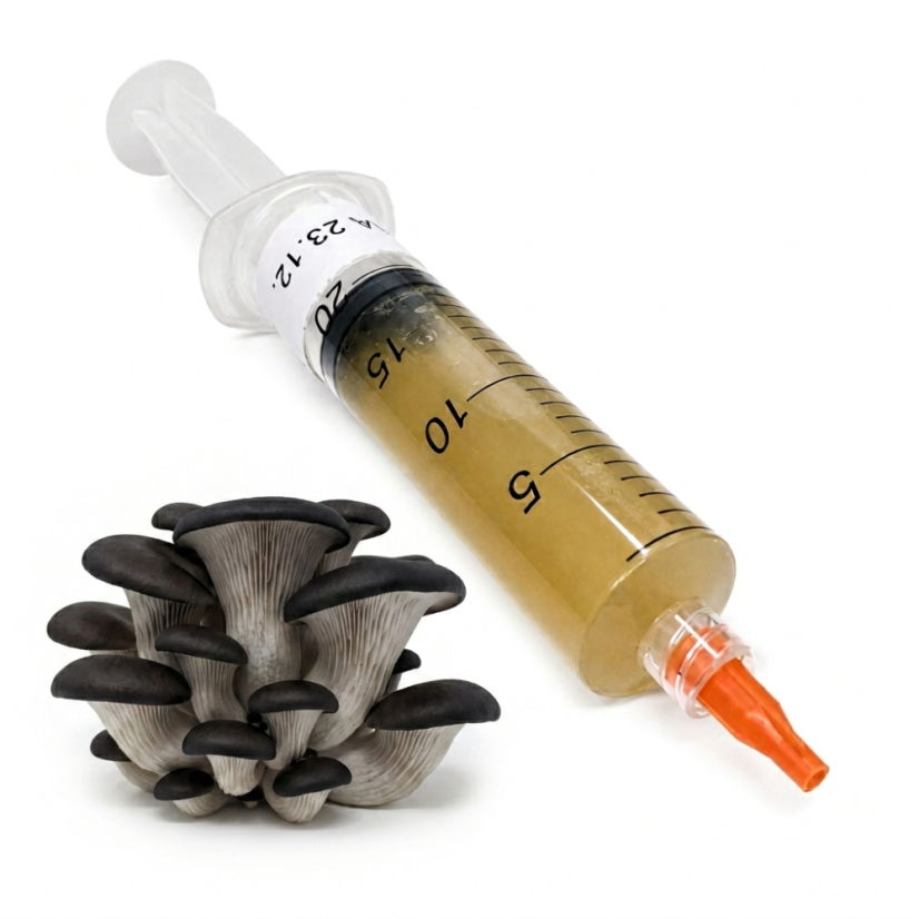Tekutá sadba hlíva Černá perla - 10 ml Tekutá sadba hlíva Černá perla - 10 ml