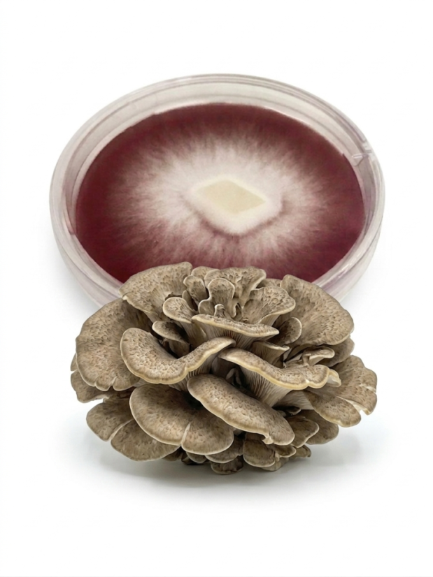 Mycelium Maitake